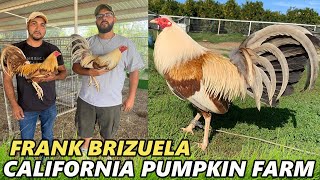 Pumpkin Grey Frank Brizuela Beautiful Birds PUMPKIN FARM [upl. by Irej]