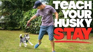 Teach Your Husky To STAY  Siberian Husky Tricks [upl. by Hilly]