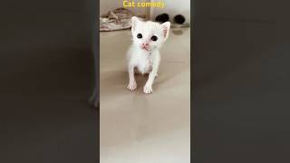 Cat comedy cat shortsviralkaisekare shorts shorts funny [upl. by Ahsem]