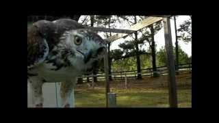 From trap to hunt Training a Red Tail Hawk for Falconry [upl. by Karlotte]