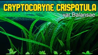 quotCRYPTOCORYNE CRISPATULAquot varBalansae para Acuarios Lowtech [upl. by Humble730]