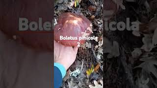 Pinicola boletus 2 porcinofungimushroomboletus [upl. by Bryant]