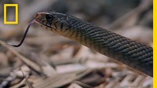 Cobra vs Rat Snake  National Geographic [upl. by Ilowell736]