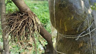 Propagar Limón por medio de Acodo Aéreo  ENRAÍZA RÁPIDO Reproduce limonero [upl. by Hebel]