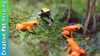 Amazing Tiny Frogs 🐸  Shedd Aquarium Amphibians Exhibit [upl. by Terpstra760]