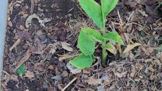 Galangal Galanga or Fingerroot of the Zingiberaceae Family [upl. by Labannah]