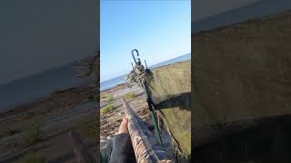 Action de chasse sur limicole Chasse actioncamera shorts hunting [upl. by Adia]