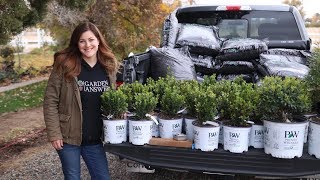 Planting a Hedge of Sprinter Boxwoods 🌱 Garden Answer [upl. by Mata]