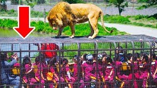 Un zoológico donde las personas están en jaulas y los animales son libres [upl. by Amor]