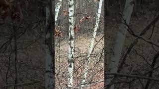 Can you spot the deer whitetails deerhunting [upl. by Ailegnave]