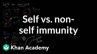 Self vs nonself immunity  Immune system physiology  NCLEXRN  Khan Academy [upl. by Accber463]