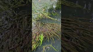 Blyxa  A beautiful aquatic plants community [upl. by Obe]