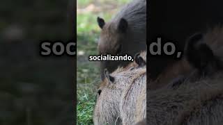 Los animales más sociables ¡Conoce al capibara curiosidades datosquenosabias capibara [upl. by Farleigh]