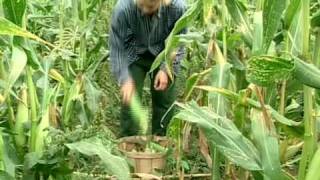 Hairy Vetch and Rye from Vegetable Farmers and their Innovative Cover Cropping Techniques [upl. by Yuria]