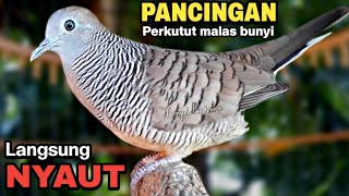 Perkutut lokal gacor Suara paling cocok untuk pancingan perkutut yang malas bunyi [upl. by Zurn]