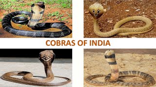 Cobras of India 🇮🇳  Snakes  Indian Reptiles [upl. by Ailemap]