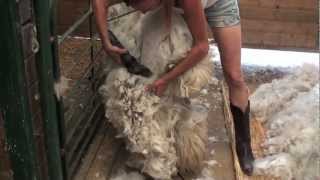 Shearing an Alpaca Without Help [upl. by Ludlow300]