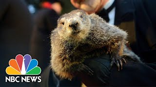 Watch Punxsutawney Phil Come Out For Groundhog Day 2018 Find Out When Spring Is Coming  TIME [upl. by Albin]