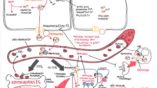 Iron Physiology [upl. by Gilman]