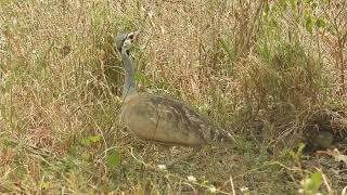 Eupodotis senegalensis  Sisón senegalés  White bellied bustard [upl. by Llertnom334]