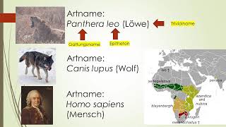 Phylogenetische Systematik Teil 1 Taxonomie Systematik Carl von Linne with english subtitles [upl. by Belldas]