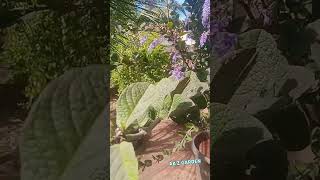 Tree petrea rarevariety plants flowers instagram trending shorts video 1million subscribe [upl. by Divadnhoj]