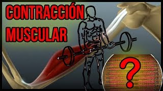 CONTRACCIÓN MUSCULAR en ESPAÑOL  Mecanismos y Proceso  EXPLICACIÓN SIMPLE [upl. by Eciral]