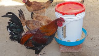 COMEDERO PARA GALLINAS 🐓  chicken feeder [upl. by Tasha]