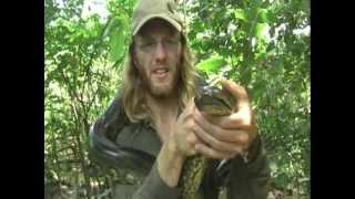 Catching a wild Green Anaconda Eunectes murinus in central Veneuzela 2007 [upl. by Enaitsirhc]