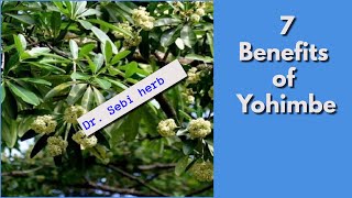 YOHIMBE PT 1  7 Benefits of Yohimbe Bark  Dr Sebi Approved drsebi alkaline [upl. by Enomsed279]