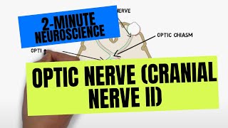 2Minute Neuroscience Optic Nerve Cranial Nerve II [upl. by Gnort]