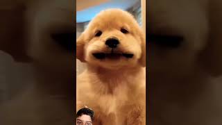 cute golden red rouble dog viral short [upl. by Siclari32]