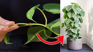 How To Grow Heart Leaf Philodendron From Cutting [upl. by Dymoke]