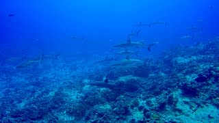 DIVING IN THE FAKARAVA ATOLL  Amazing Marine Life In French Polynesia [upl. by Dagnah]