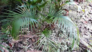 Plantando Palmeira Juçara [upl. by Alcine]