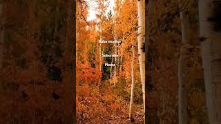 Birch Autumn tress  subscribe 🥺 please ❤️ [upl. by Fagin790]