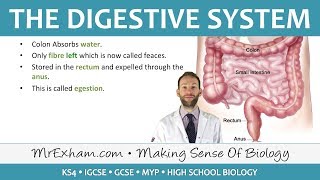 The Digestive System  GCSE Biology 91 [upl. by Douville263]