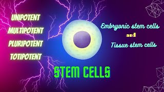 stem cells unipotent multipotent pluripotent totipotent stem cells explained stem cells pathology [upl. by Mahoney]