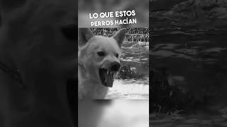 Lo Que Estos Perros Hicieron Te Dejará En Shock 😱 [upl. by Jaela571]