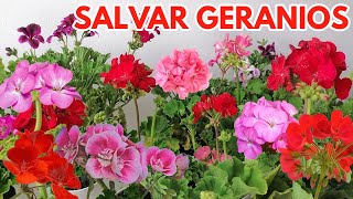 como salvar geranios chuyito jardinero [upl. by Toblat]