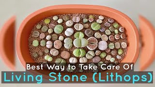 Living Stone Lithops Best Way to Take Care Of [upl. by Karlise]