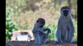 Vervet Family Cool Off by the Pan [upl. by Lemrej]