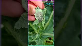 🌿How to Remove Aphids No chemicals🌿🔥 [upl. by Ynaffit]