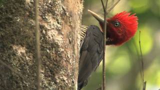 Talking with a Palebilled Woodpecker [upl. by Niven233]