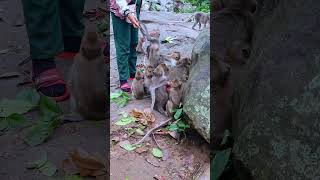 Monkeying Around The Funniest Wild Monkey Moments [upl. by Dirk]