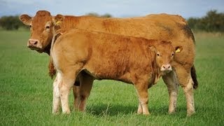 Cattle for sale at the Hartlaw Limousin dispersal Borderway Mart Carlisle September 14th 2013 [upl. by Pepper841]