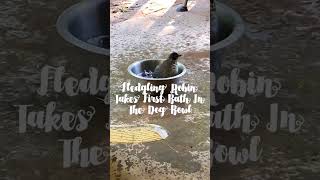 Fledgling Robin Takes First Bath In The Dogs Bowl [upl. by Ximenez]