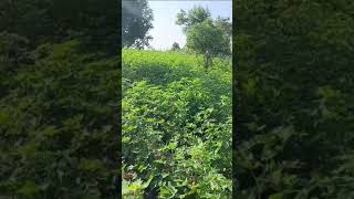 agricultureland TelanganaIndia narayanpet marikalmandal RaichurRoad Contact 91 90305 95899 [upl. by Ayahc]