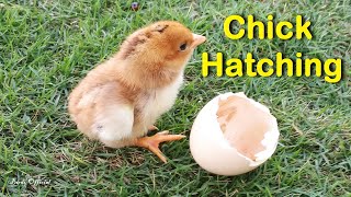 Egg To Chicken  Chicken Hatching From Egg Time lapse Video [upl. by Ruon]