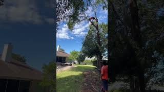 Tree climbing  with rigging is Team effort 🔝a process 🦵 [upl. by Cinimod]